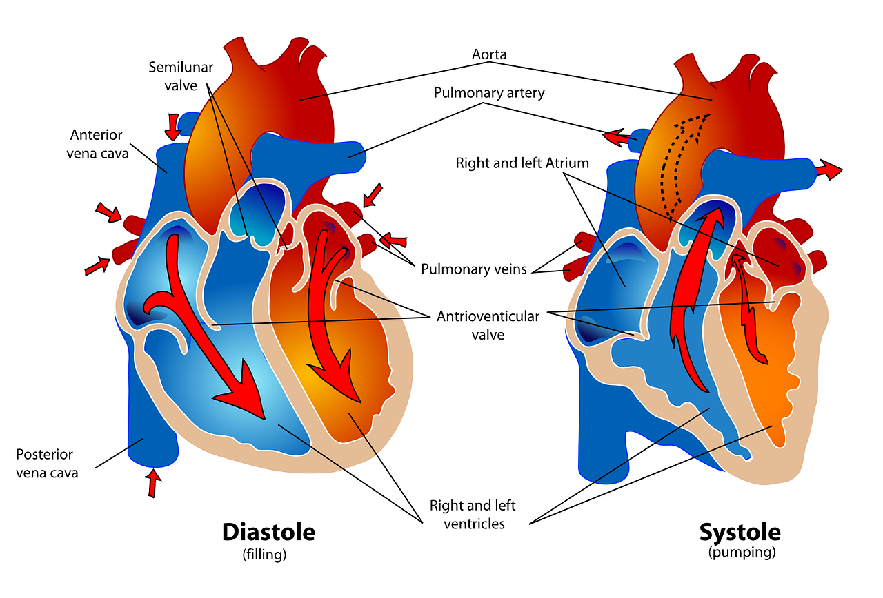 Understanding Cardiac Disease and Its Dietary Implications